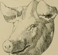 An illustration from Catalogue of plaster cast reproductions from antique, medieval and modern sculpture. (1894)