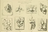 An illustration from Catalogue of plaster cast reproductions from antique, medieval and modern sculpture. (1894)