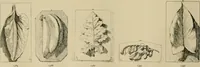 An illustration from Catalogue of plaster cast reproductions from antique, medieval and modern sculpture. (1894)