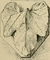 An illustration from Catalogue of plaster cast reproductions from antique, medieval and modern sculpture. (1894)
