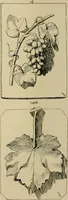 An illustration from Catalogue of plaster cast reproductions from antique, medieval and modern sculpture. (1894)