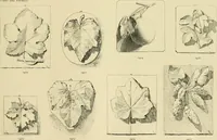 An illustration from Catalogue of plaster cast reproductions from antique, medieval and modern sculpture. (1894)