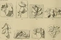 An illustration from Catalogue of plaster cast reproductions from antique, medieval and modern sculpture. (1894)