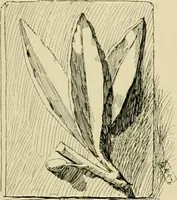 An illustration from Catalogue of plaster cast reproductions from antique, medieval and modern sculpture. (1894)