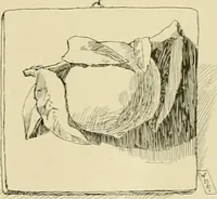 An illustration from Catalogue of plaster cast reproductions from antique, medieval and modern sculpture. (1894)