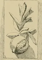 An illustration from Catalogue of plaster cast reproductions from antique, medieval and modern sculpture. (1894)