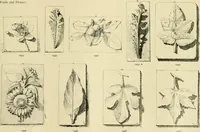 An illustration from Catalogue of plaster cast reproductions from antique, medieval and modern sculpture. (1894)