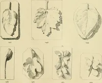 An illustration from Catalogue of plaster cast reproductions from antique, medieval and modern sculpture. (1894)