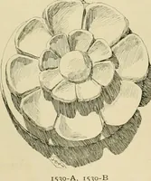 An illustration from Catalogue of plaster cast reproductions from antique, medieval and modern sculpture. (1894)