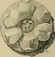 An illustration from Catalogue of plaster cast reproductions from antique, medieval and modern sculpture. (1894)