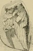 An illustration from Catalogue of plaster cast reproductions from antique, medieval and modern sculpture. (1894)