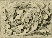 An illustration from Catalogue of plaster cast reproductions from antique, medieval and modern sculpture. (1894)