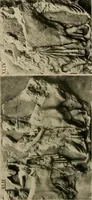 Picture 152 of 269 from Catalogue of plaster reproductions from antique, medieval and modern sculpture : subjects for art schools made and for sale by P.P. Caproni (1913), leaf 69