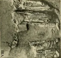 Picture 155 of 269 from Catalogue of plaster reproductions from antique, medieval and modern sculpture : subjects for art schools made and for sale by P.P. Caproni (1913), leaf 70