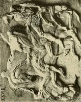 Picture 160 of 269 from Catalogue of plaster reproductions from antique, medieval and modern sculpture : subjects for art schools made and for sale by P.P. Caproni (1913), leaf 70