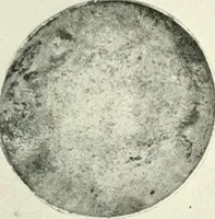 An illustration from Catalogue of an unique collection of Greek and Roman marbles, important gothic sculptures, primitive paintings, ceramics, tapestries and ancient rugs, including two monumental altars and a Greek iconostas, coming from historical collections and gathered in England, France, Austria, Italy and the Levant by a well-known European connoisseur during many years of discriminating collecting. The entire collection of 824 objects to be sold at public auction at the Anderson galleries ... New York city, on January twenty-sixth to twenty-ninth <1921> inclusive (1921)