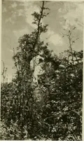 Picture 101 of 150 from Catalogue of works of art ... also views of the summer and winter homes (1884), leaf 388