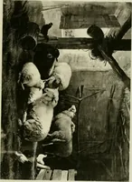 An illustration from Catalogue of works of art ... also views of the summer and winter homes (1884)