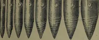An illustration from Catalogue and price list of colors and materials for artists, architects, decorators, designers, and draughtsmen .. (1906)