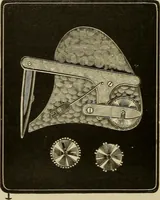An illustration from Catalogue and price list of Mackey print paoer co. (1897)