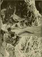 Picture 14 of 94 from Catalogues of exhibitions (1900), leaf 143