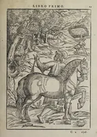 Picture 2 of 40 from Cauallo frenato (1602), leaf 31