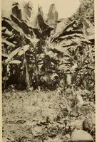 An illustration from The Cayapa Indians of Ecuador (1925)