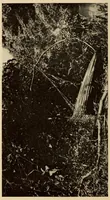 An illustration from The Cayapa Indians of Ecuador (1925)