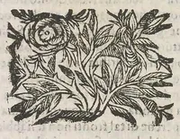 An illustration from Cefalogia fisonomica diuisa in dieci deche : doue conforme à'documenti d'Aristotile, e d'altri filosofi naturali, con breui discorsi, e diligenti osseruationi si esaminano le fisonomie : di cento teste humane che intagliate si vedono in quest' opera : dalle quali per più segni e congetture si dimostrano varie inclinationi di huomini e don̄e (1630)