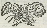 An illustration from Cefalogia fisonomica diuisa in dieci deche : doue conforme à'documenti d'Aristotile, e d'altri filosofi naturali, con breui discorsi, e diligenti osseruationi si esaminano le fisonomie : di cento teste humane che intagliate si vedono in quest' opera : dalle quali per più segni e congetture si dimostrano varie inclinationi di huomini e don̄e (1630)