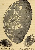 An illustration from Celestial scenery, or, The Wonders of the planetary system displayed : illustrating the perfections of deity and a plurality of worlds (1845)