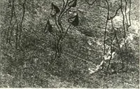 An illustration from The Cemeteries of Abydos (1913)