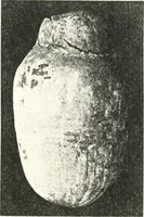 An illustration from The Cemeteries of Abydos (1913)