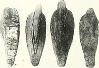 An illustration from The Cemeteries of Abydos (1913)