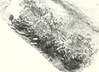 An illustration from The Cemeteries of Abydos (1913)