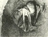 An illustration from The Cemeteries of Abydos (1913)