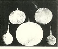 Picture 52 of 110 from The Cemeteries of Abydos (1913), leaf 92