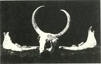 An illustration from The Cemeteries of Abydos (1913)