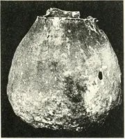 An illustration from The Cemeteries of Abydos (1913)