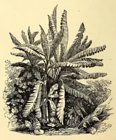 An illustration from Central Africa, Japan and Fiji: a story of missionary enterprise, trials and triumphs (1882)