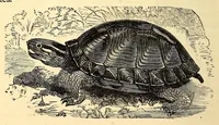 An illustration from Central Africa, Japan and Fiji: a story of missionary enterprise, trials and triumphs (1882)