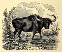 An illustration from Central Africa, Japan and Fiji: a story of missionary enterprise, trials and triumphs (1882)