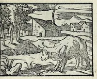 Picture 44 of 61 from Centvm fabvlae ex antiqvis scriptoribus acceptae, et graecis latinisq́; tetrastichis senarijs explicatae (1587), leaf 129