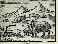 Picture 48 of 61 from Centvm fabvlae ex antiqvis scriptoribus acceptae, et graecis latinisq́; tetrastichis senarijs explicatae (1587), leaf 137