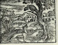 Picture 49 of 61 from Centvm fabvlae ex antiqvis scriptoribus acceptae, et graecis latinisq́; tetrastichis senarijs explicatae (1587), leaf 139