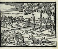 Picture 55 of 61 from Centvm fabvlae ex antiqvis scriptoribus acceptae, et graecis latinisq́; tetrastichis senarijs explicatae (1587), leaf 153