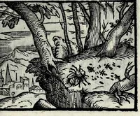 An illustration from Centvm fabvlae ex antiqvis scriptoribus acceptae, et graecis latinisq́; tetrastichis senarijs explicatae (1587)