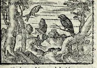 Picture 58 of 61 from Centvm fabvlae ex antiqvis scriptoribus acceptae, et graecis latinisq́; tetrastichis senarijs explicatae (1587), leaf 163
