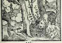 Picture 7 of 61 from Centvm fabvlae ex antiqvis scriptoribus acceptae, et graecis latinisq́; tetrastichis senarijs explicatae (1587), leaf 25