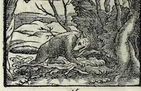Picture 15 of 61 from Centvm fabvlae ex antiqvis scriptoribus acceptae, et graecis latinisq́; tetrastichis senarijs explicatae (1587), leaf 44
